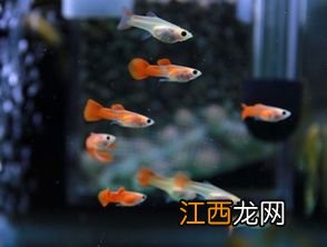 孔雀鱼寿命一般多长时间