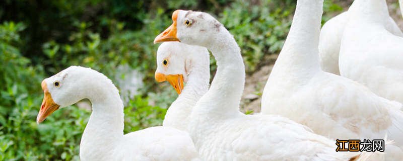 十斤老鹅腌制要放多少盐呢 十斤老鹅腌制要放多少盐