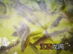 石斑鱼分为哪几种