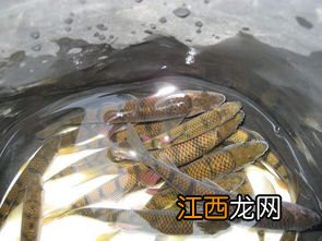 石斑鱼骨头多吗