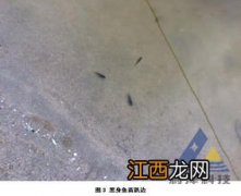 石斑鱼苗黑身怎么治疗