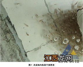 石斑鱼苗黑身怎么治疗