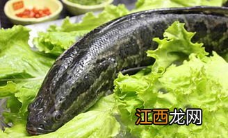 黑鱼靠什么发现食物