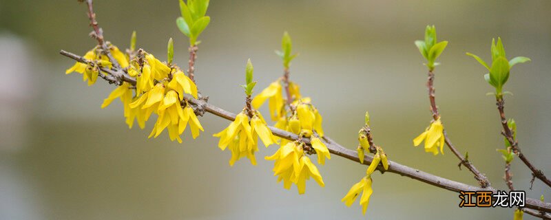 植物也会尖叫吗为什么 植物也会尖叫吗