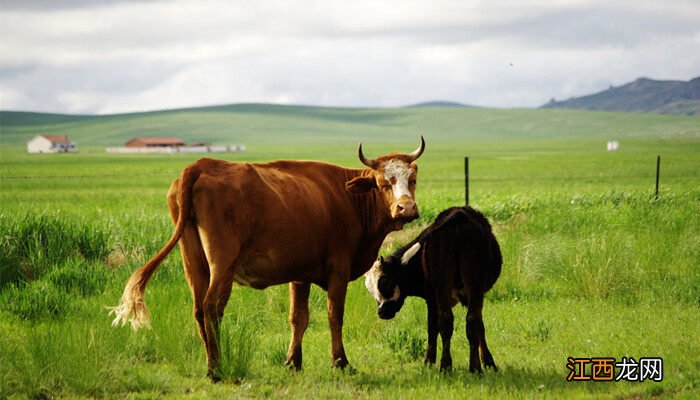 畜牧业碳排放来源 畜牧业碳排放