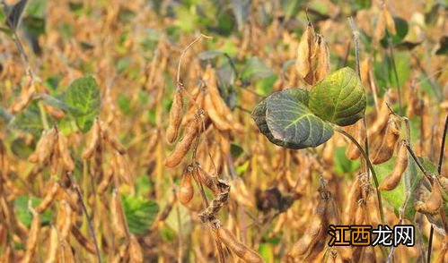 玉米套种大豆高产高效栽培技术