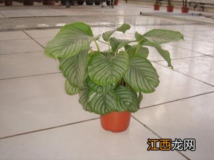 青苹果的养殖方法和注意事项：喜半阴,忌强光暴晒