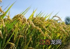 绿达181水稻品种介绍