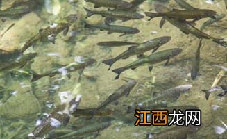 养鱼多久换一次水