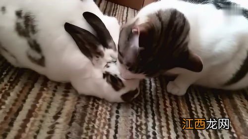 兔子总是趴着是什么原因