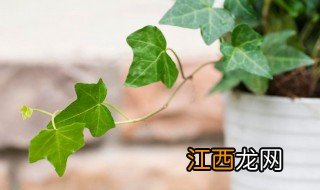 常春藤的种植和养护方法图片 常春藤的种植和养护方法