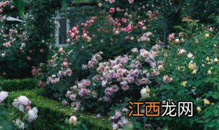 月季养护种植方法视频 月季养护种植方法