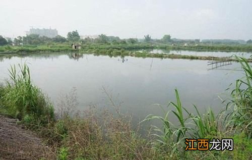 养鱼池水浑浊怎么处理