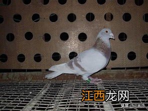 肉鸽能放飞吗