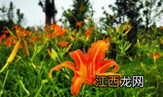 无忧草的功效和作用 关于无忧草的功效和作用