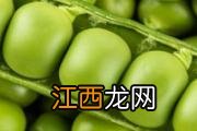 做实蛋放小苏打可以吗 做实蛋没碱用什么代替