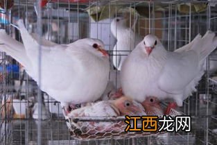 肉鸽几个月属于青年鸽