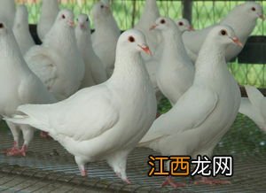 肉鸽的生长温度