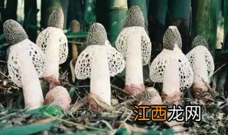 竹荪怎样种植技术 竹荪适合什么地方种植