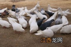 肉鸽散养容易丢吗