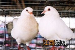 肉鸽主要吃什么