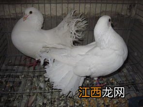 肉鸽支原体是什么病