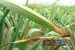 大蒜常见病害和治疗方法