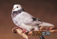 信鸽为什么千里送信不迷路