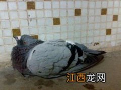 信鸽打喷嚏是什么病