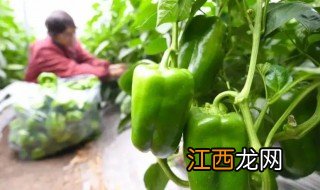 青椒适合什么季节播种 青椒什么季节种最好?