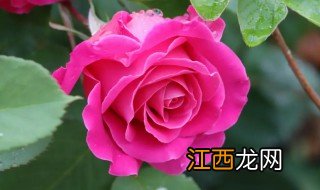 玫瑰适合什么季节播种，玫瑰什么季节播种比较好