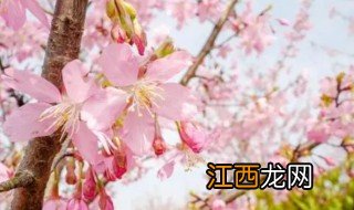 樱花适合什么季节播种 樱花什么季节栽最好