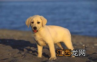 肉鸭感冒了自己会好吗