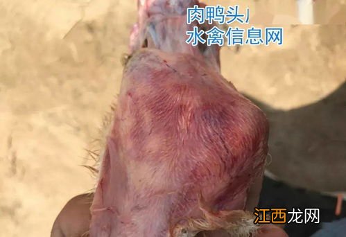 肉鸭瘫痪摇头是什么病