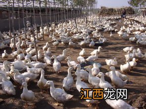 肉鸭每平方养殖数量