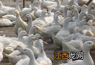 肉鸭每平方养殖数量