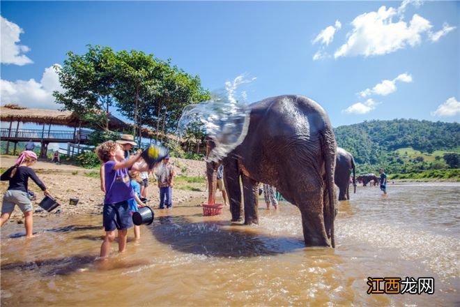 因疫情“失业”，泰国旅游景点大象徒步上百公里“回家”