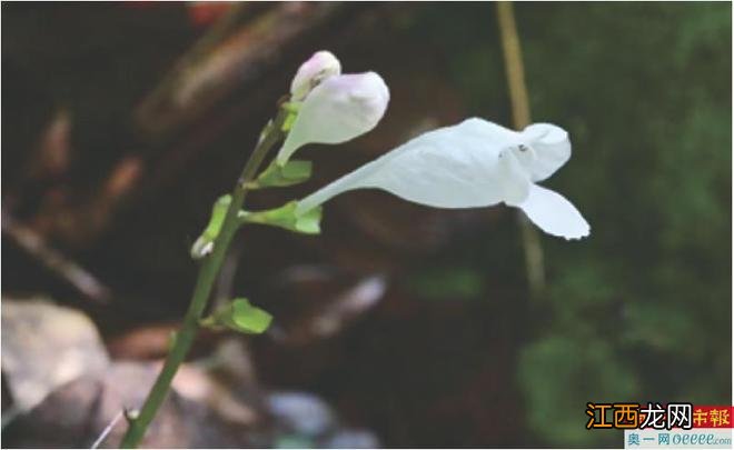 华南国家植物园“明星”很多 643种珍稀濒危植物迁地保育