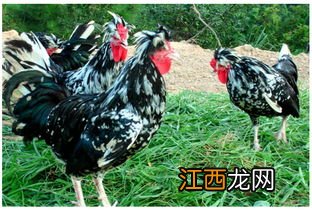 贵妃鸡几个月成年