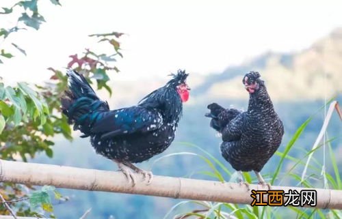 贵妃鸡不吃食了怎么办