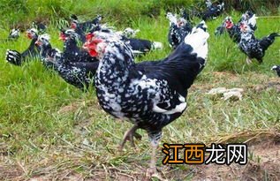 贵妃鸡会自己孵蛋吗