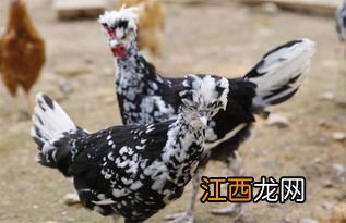 贵妃鸡会自己孵蛋吗