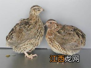 贵妃鸡会自己孵蛋吗