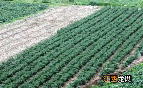 狗糞能當肥料種菜嗎，種菜用什么有機肥好