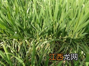 小麦春天打除草剂最佳条件，打除草剂多久下雨不影响效果