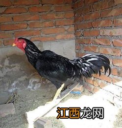 小斗鸡吃什么食物