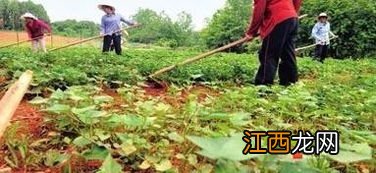 甘薯地杂草怎么治理，甘薯和红薯有什么区别