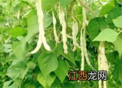 九粒白芸豆种植技术