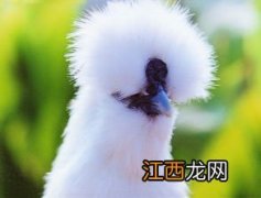 乌鸡怎么分公母