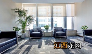 大叶的室内植物有哪些 室内大叶植物都有什么